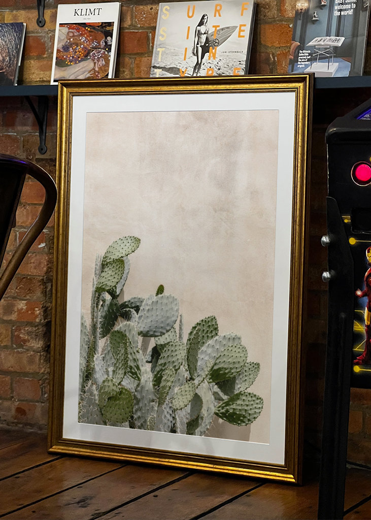 Cactus on the pink wall