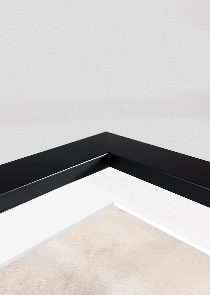 Cactus on the pink wall