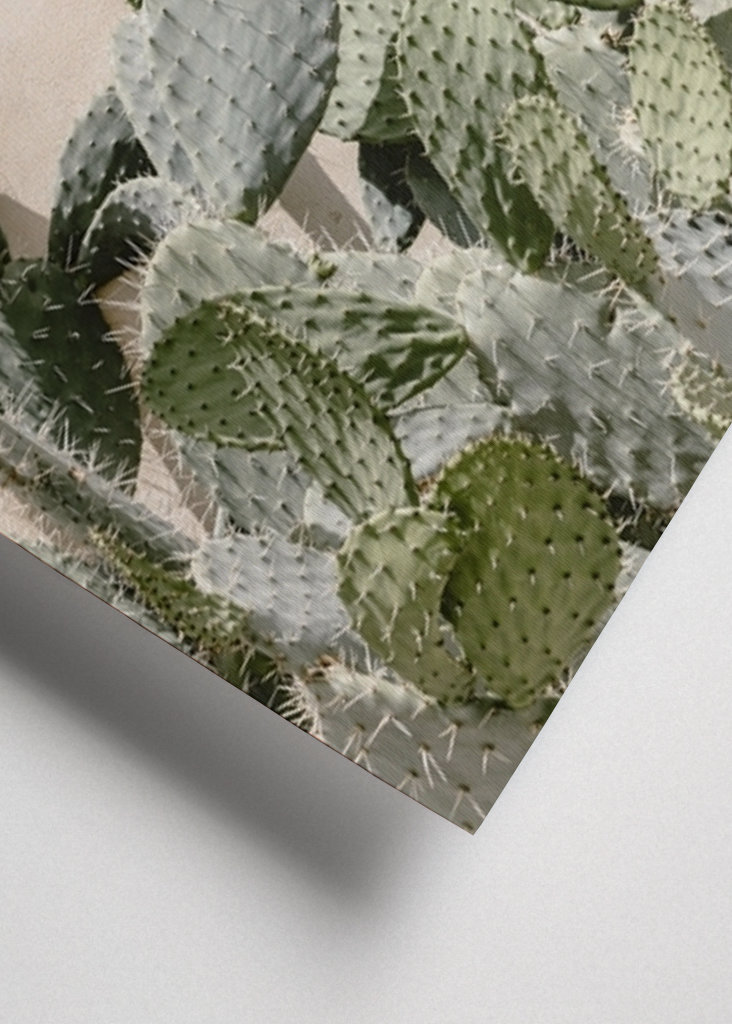 Cactus on the pink wall