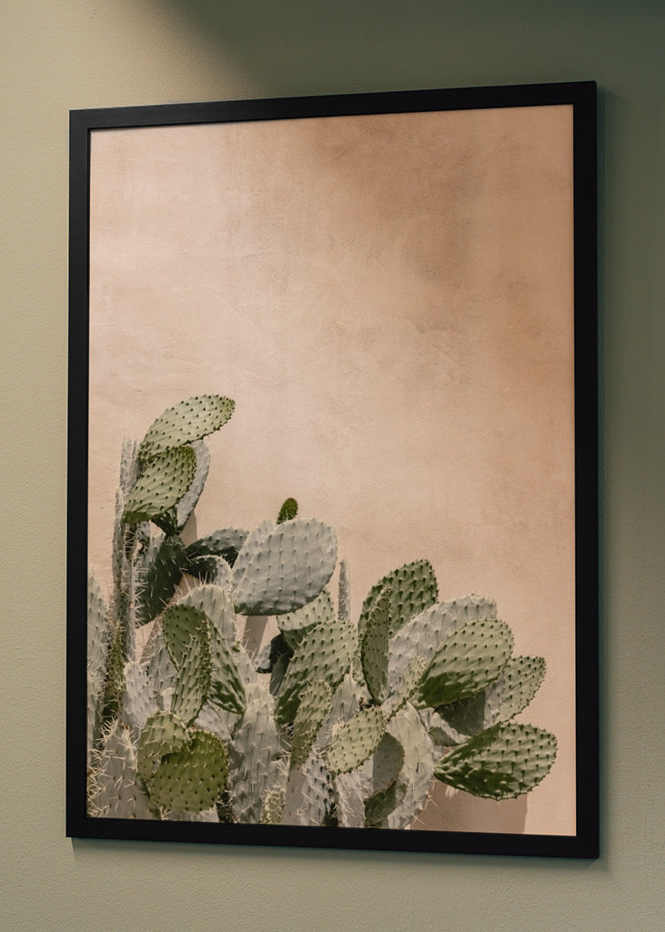 Cactus on the pink wall