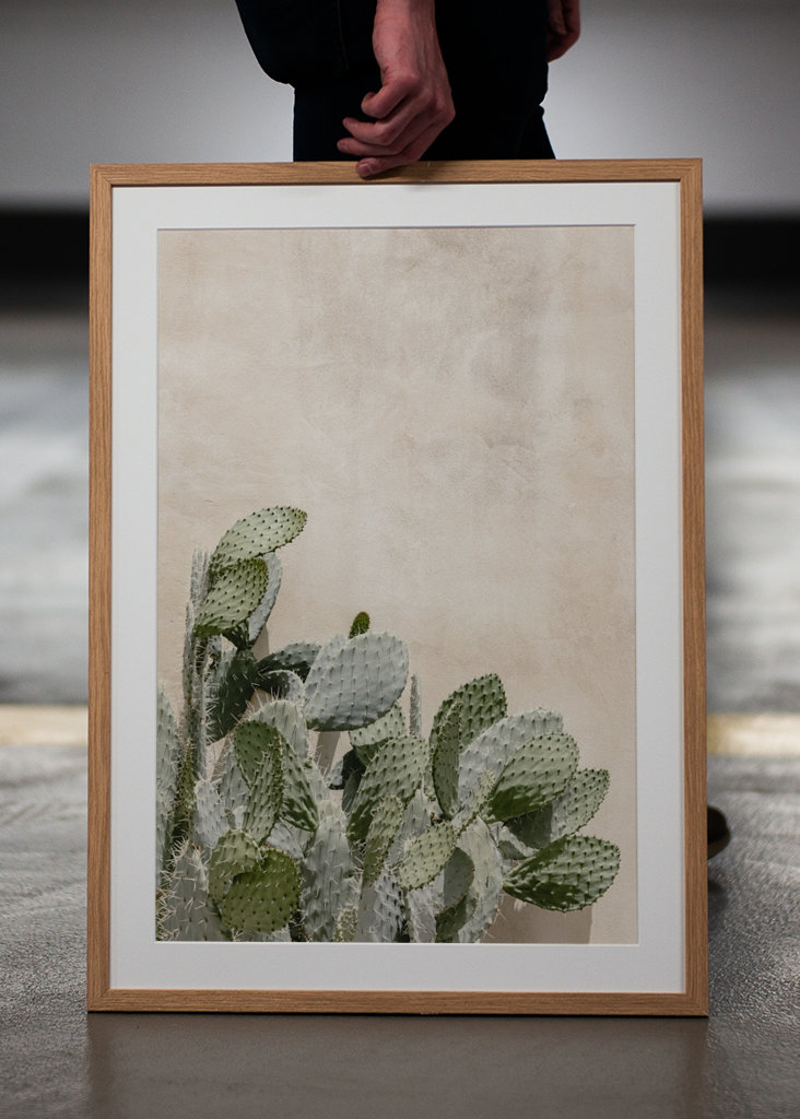 Cactus on the pink wall