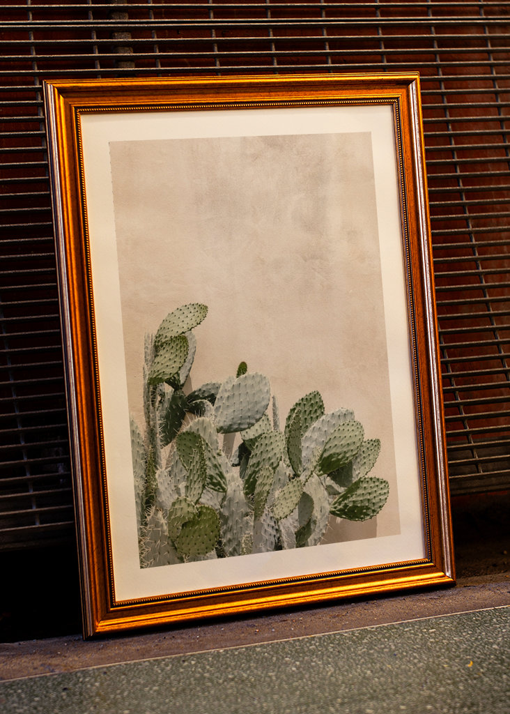 Cactus on the pink wall