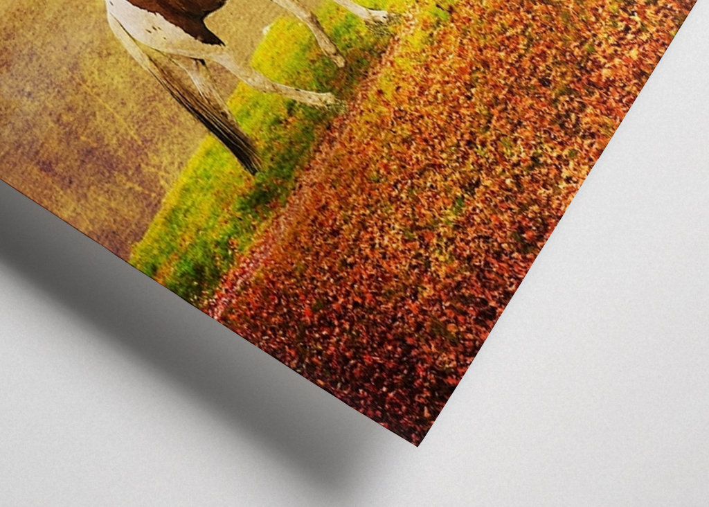 Peace under the Rainbow