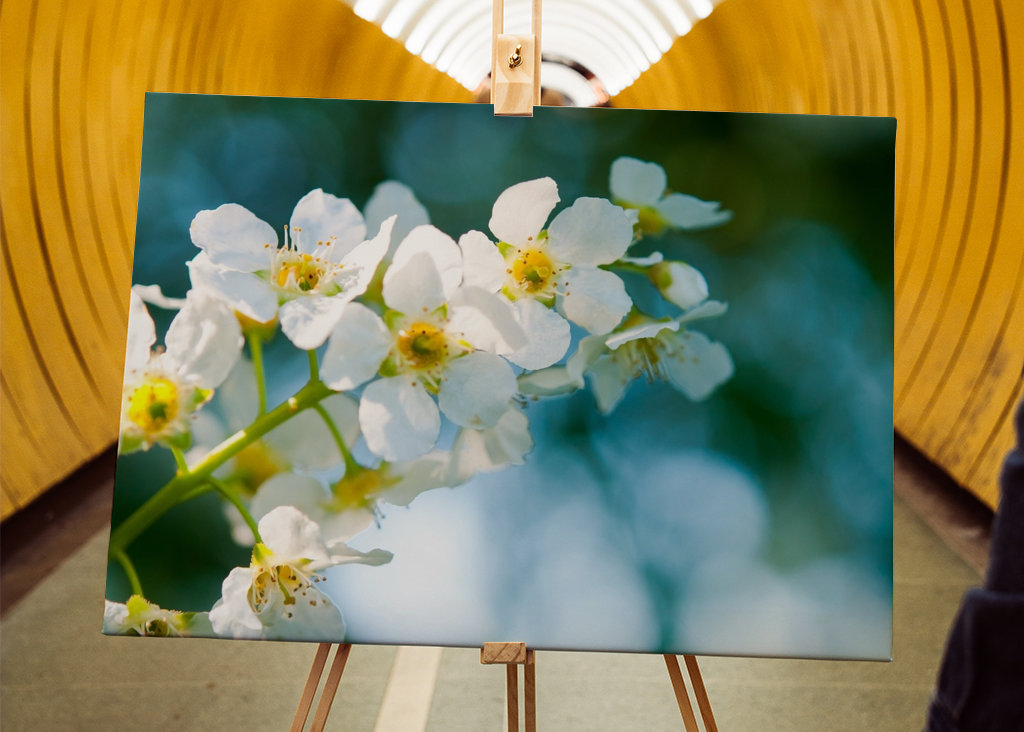 Himmlischer Vogel Kirsche