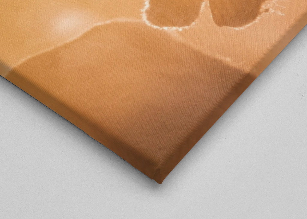 Reindeers in sunlight