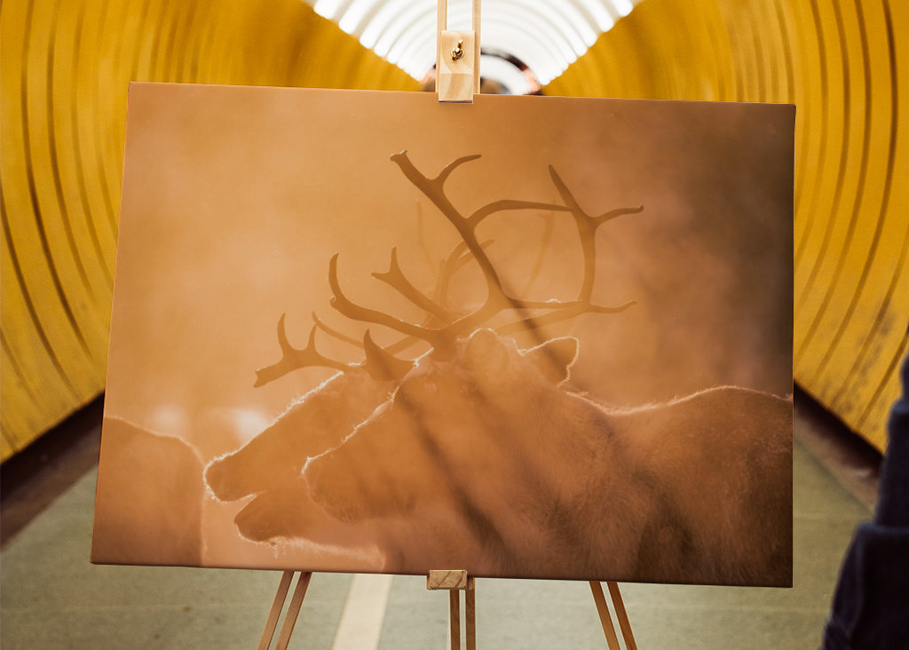 Reindeers in sunlight