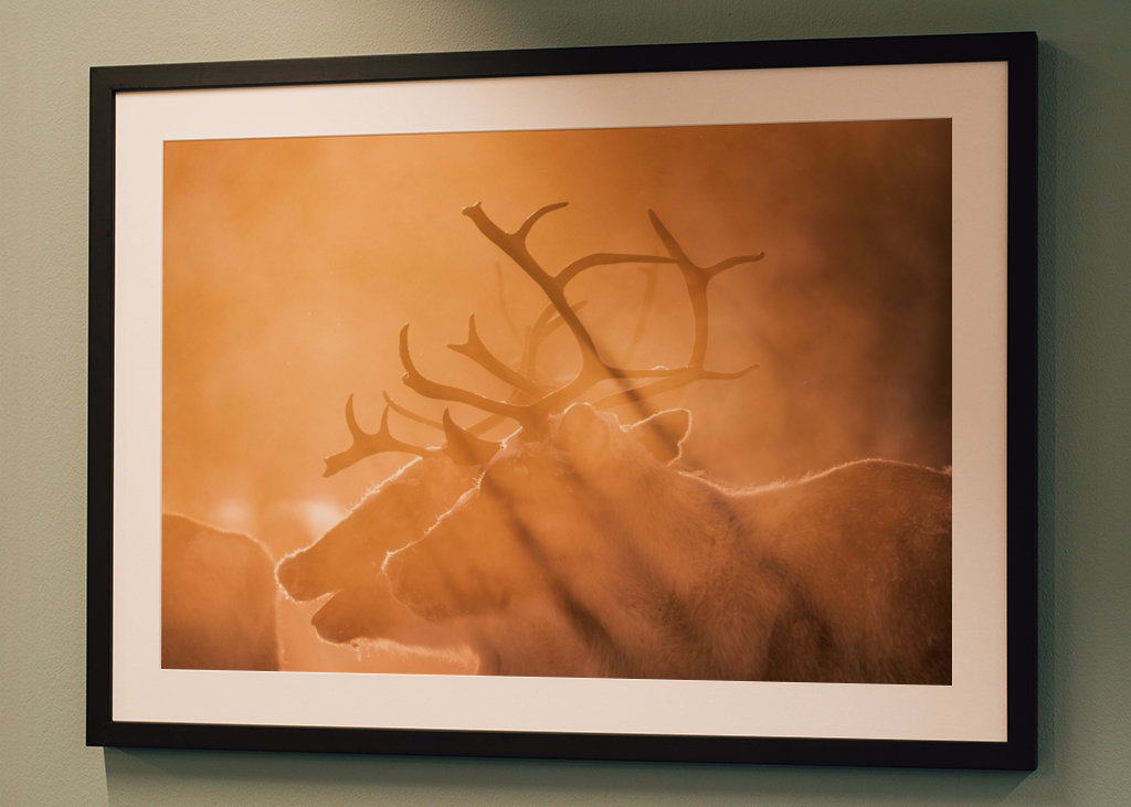 Reindeers in sunlight