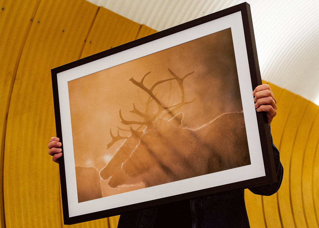 Reindeers in sunlight