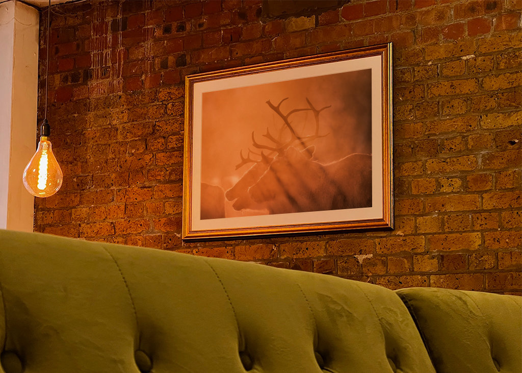 Reindeers in sunlight