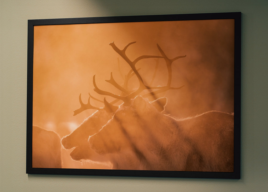 Reindeers in sunlight
