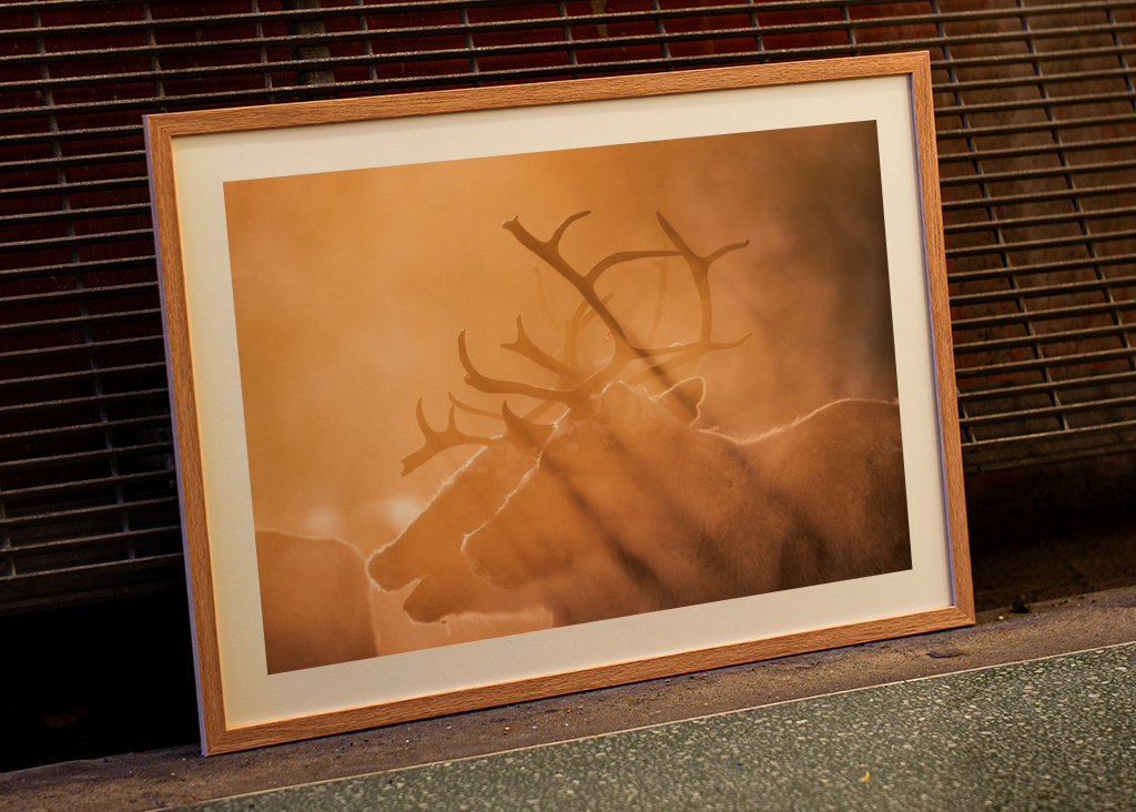 Reindeers in sunlight