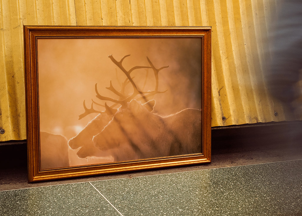 Reindeers in sunlight