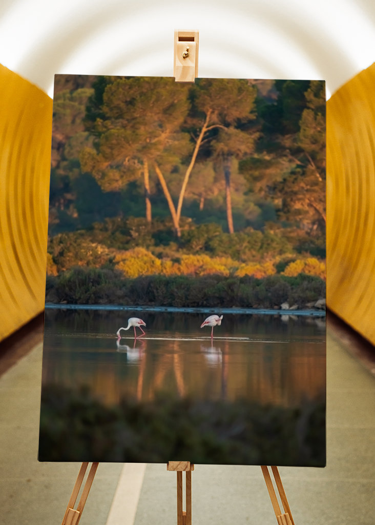 Flamingoer på Mallorca