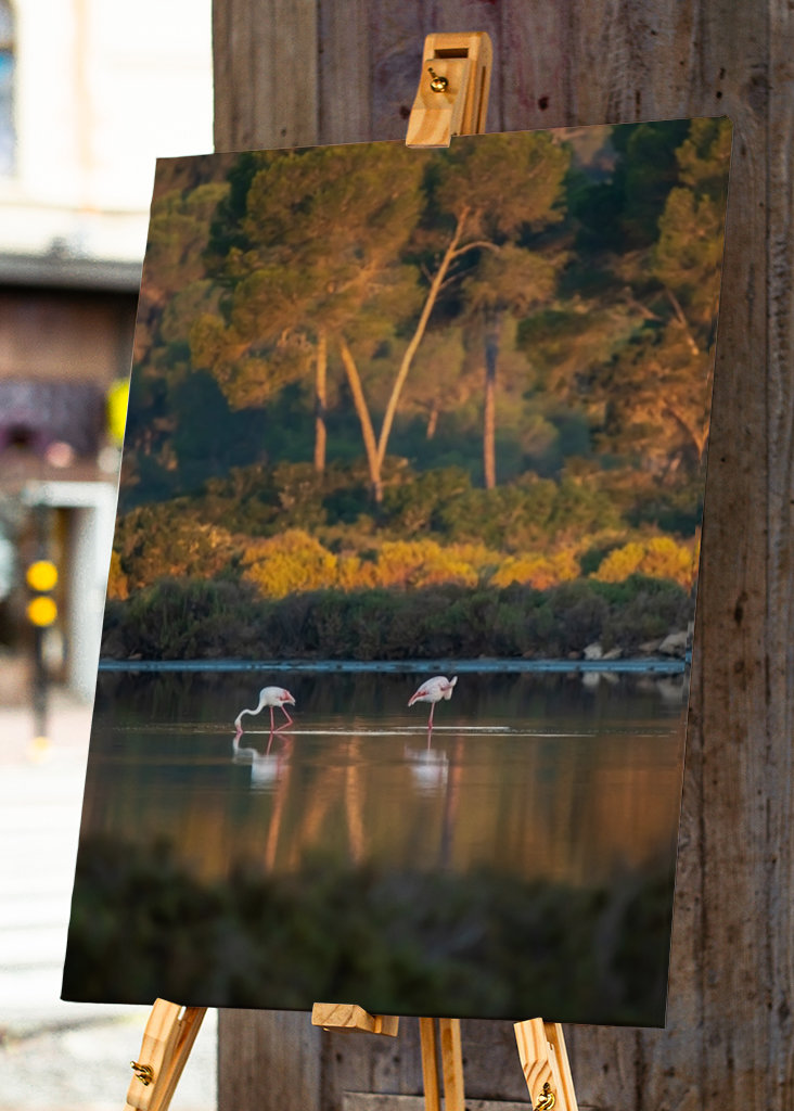 Flamingoer på Mallorca