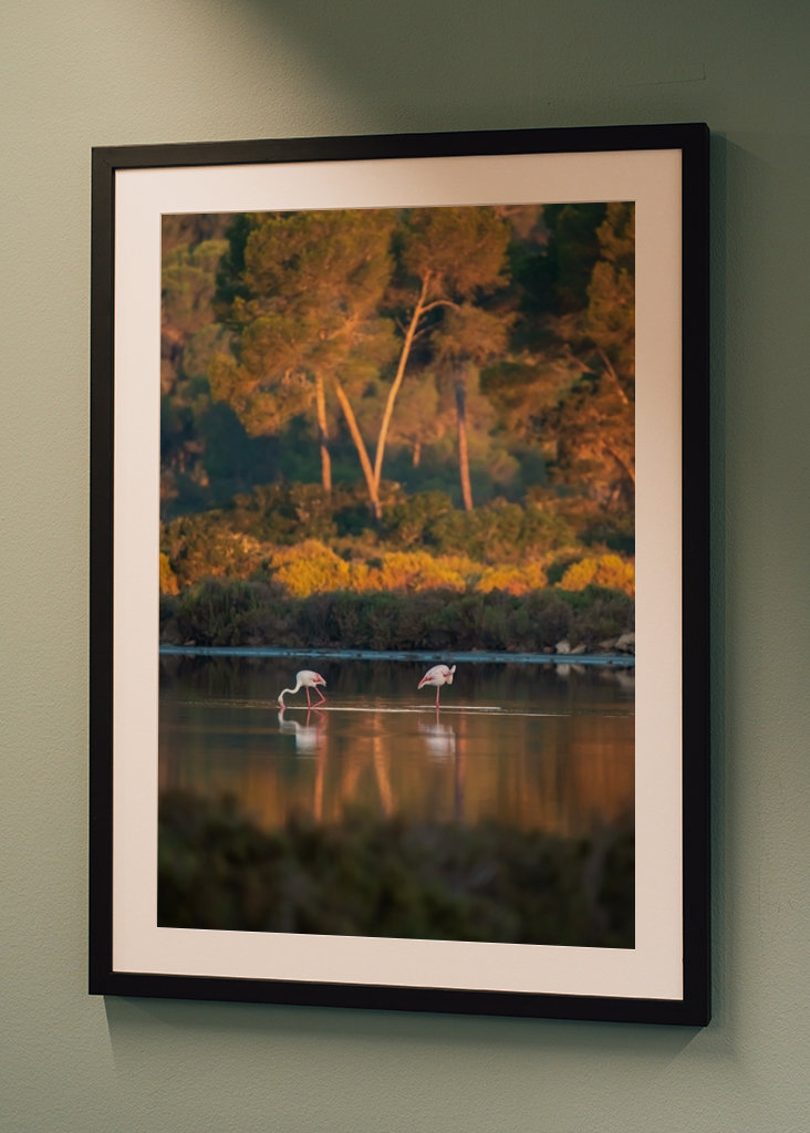 Flamingoer på Mallorca