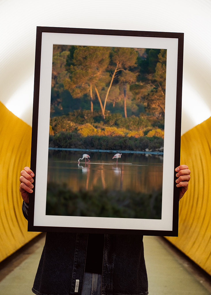 Flamingoer på Mallorca