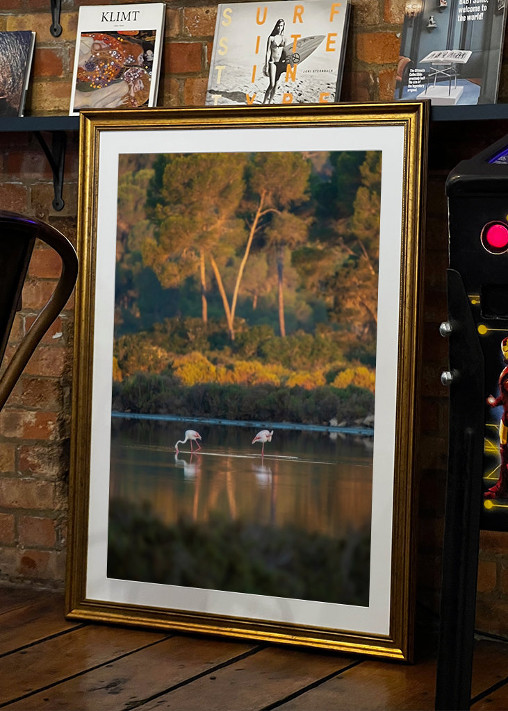 Flamingoer på Mallorca