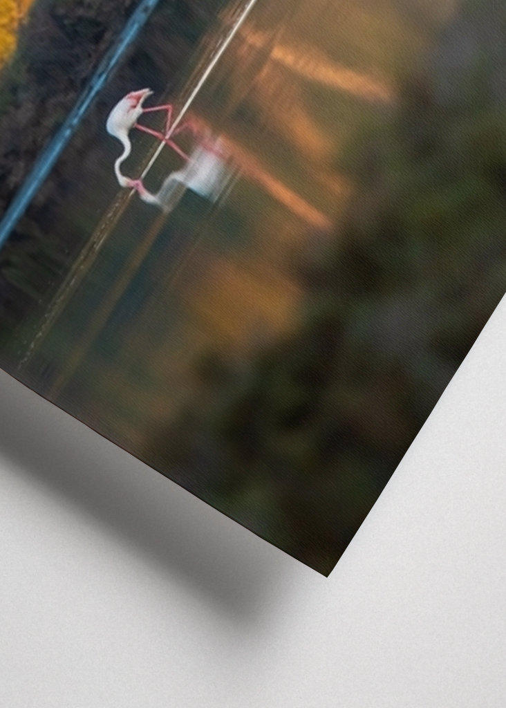 Flamingoer på Mallorca