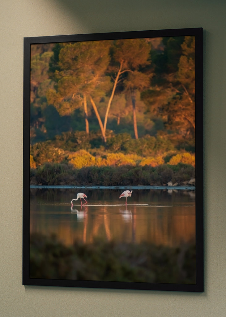 Flamingoer på Mallorca