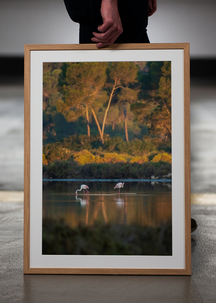 Flamingoer på Mallorca
