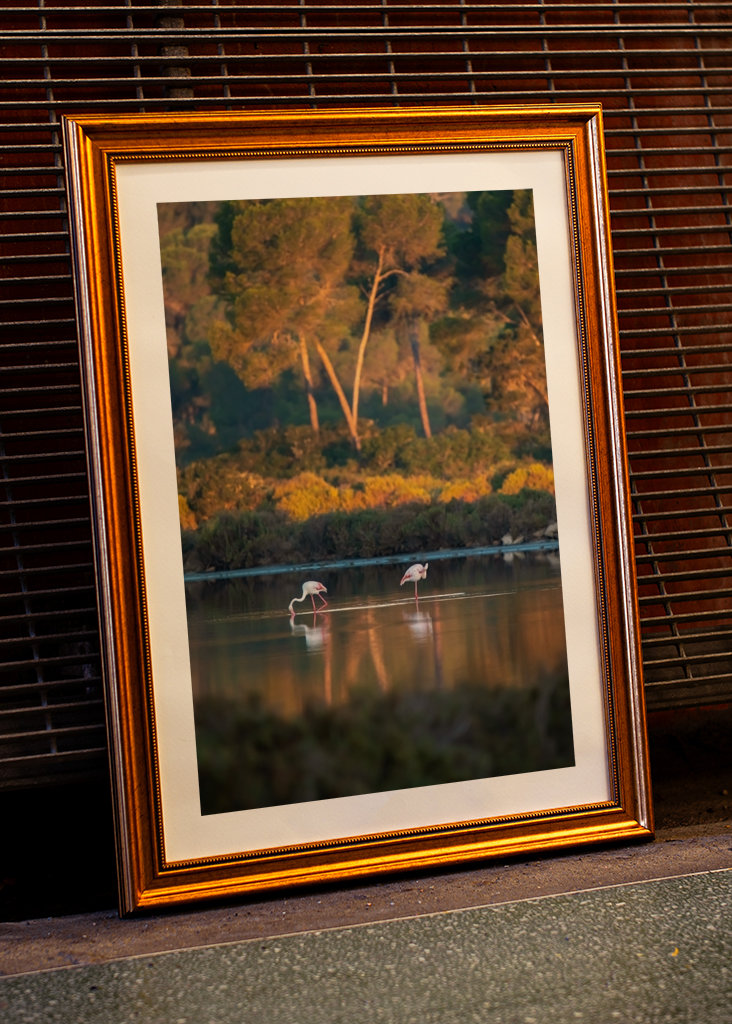 Flamingoer på Mallorca