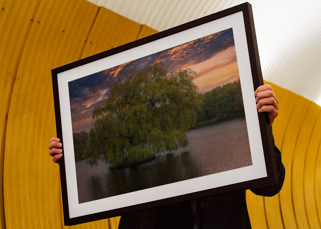 The old weeping willow