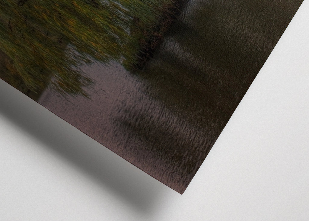 The old weeping willow