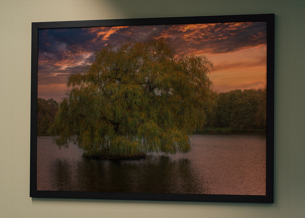 The old weeping willow