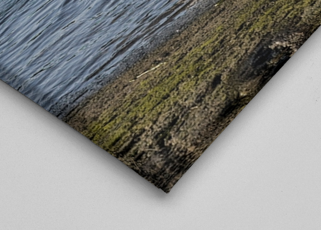 Cigno che sbatte le ali