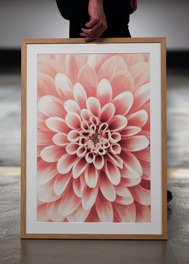 Dahlia 3