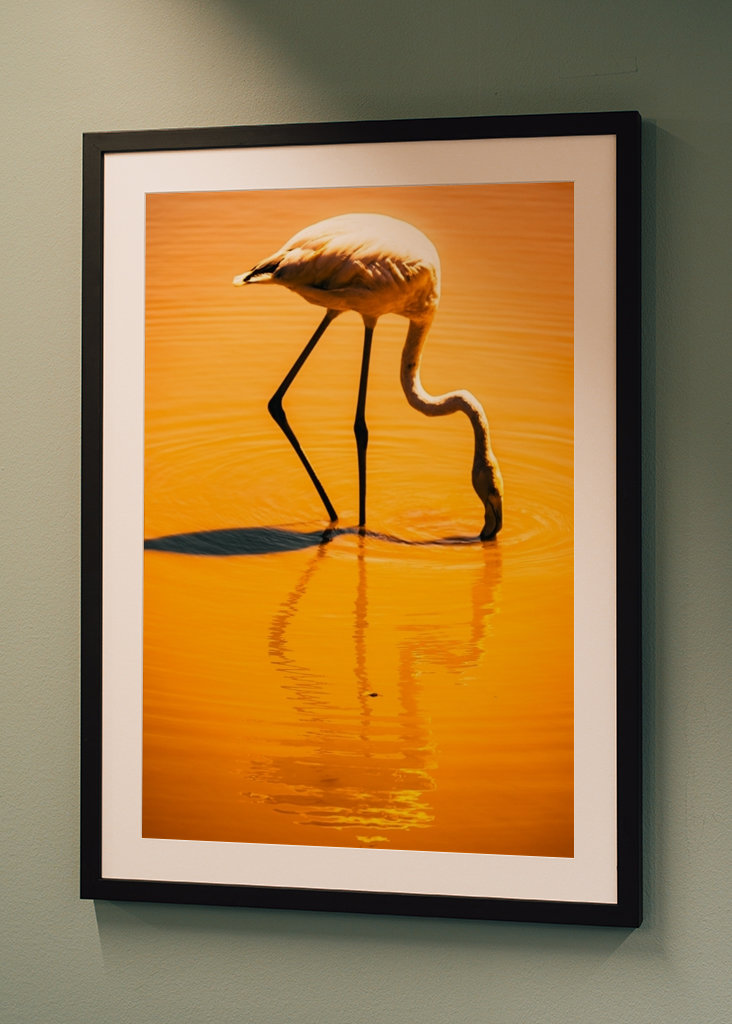 Flamingo in orange