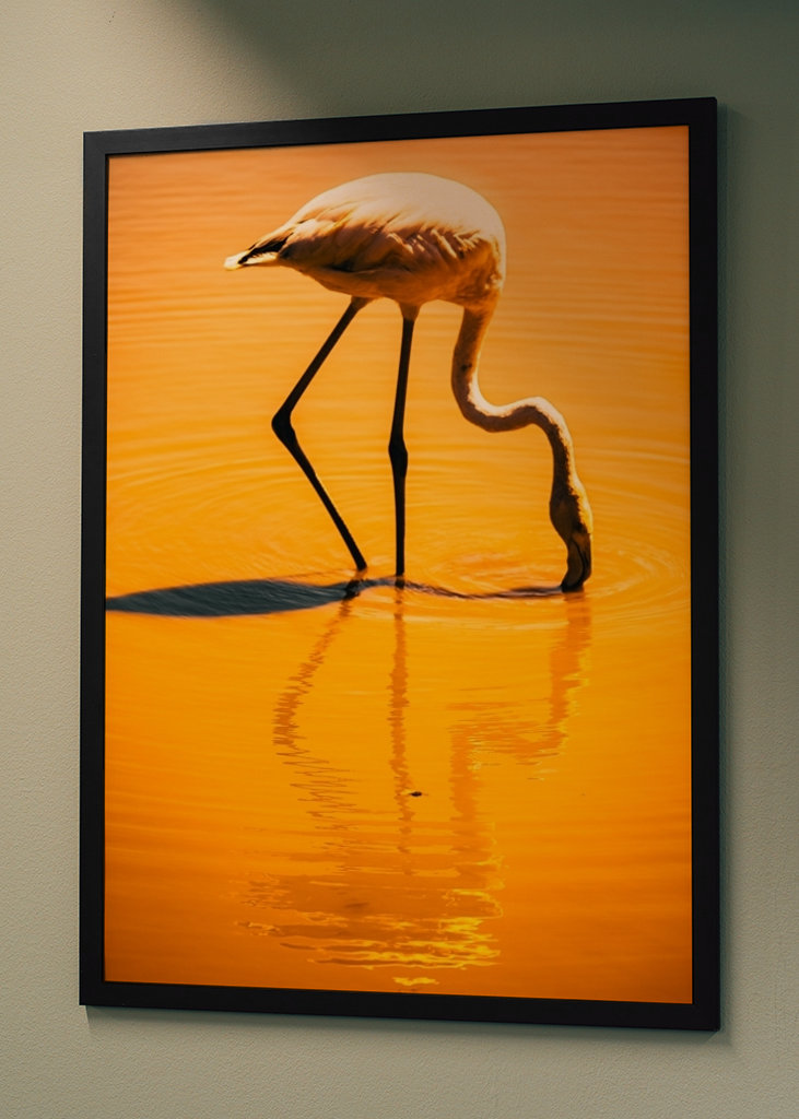 Flamingo in orange
