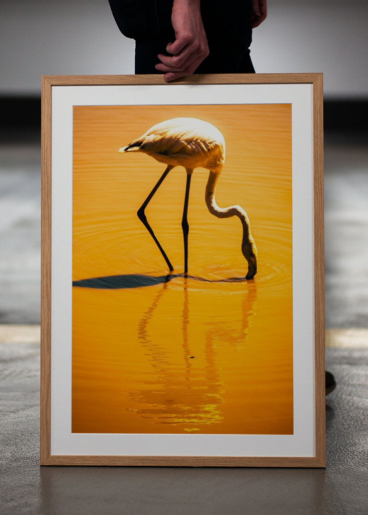 Flamingo in orange