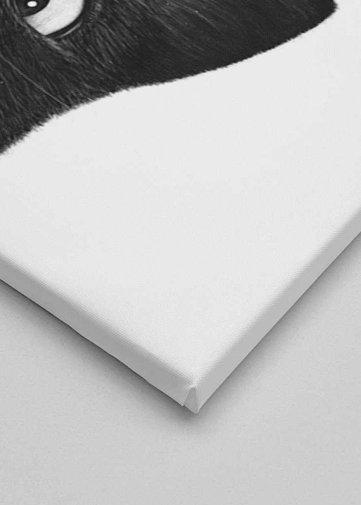 Klidná černá kočka