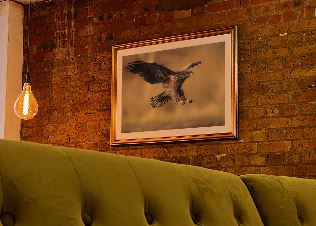 Flyvende havhjørner