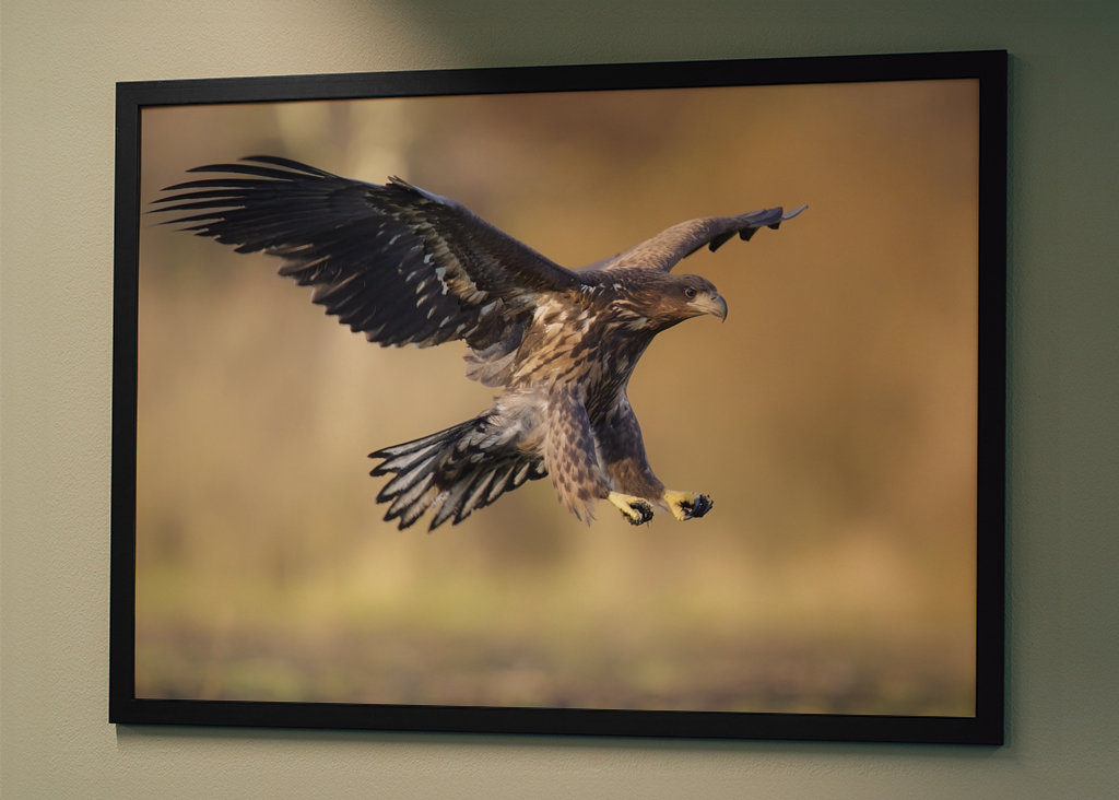 Flyvende havhjørner