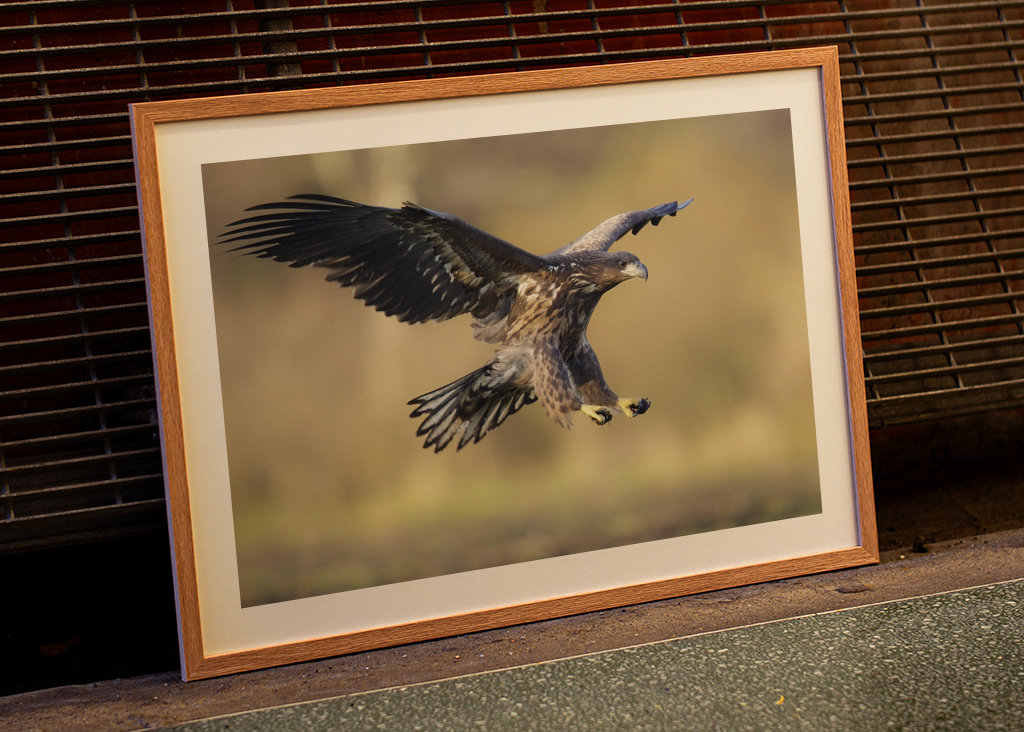 Flyvende havhjørner