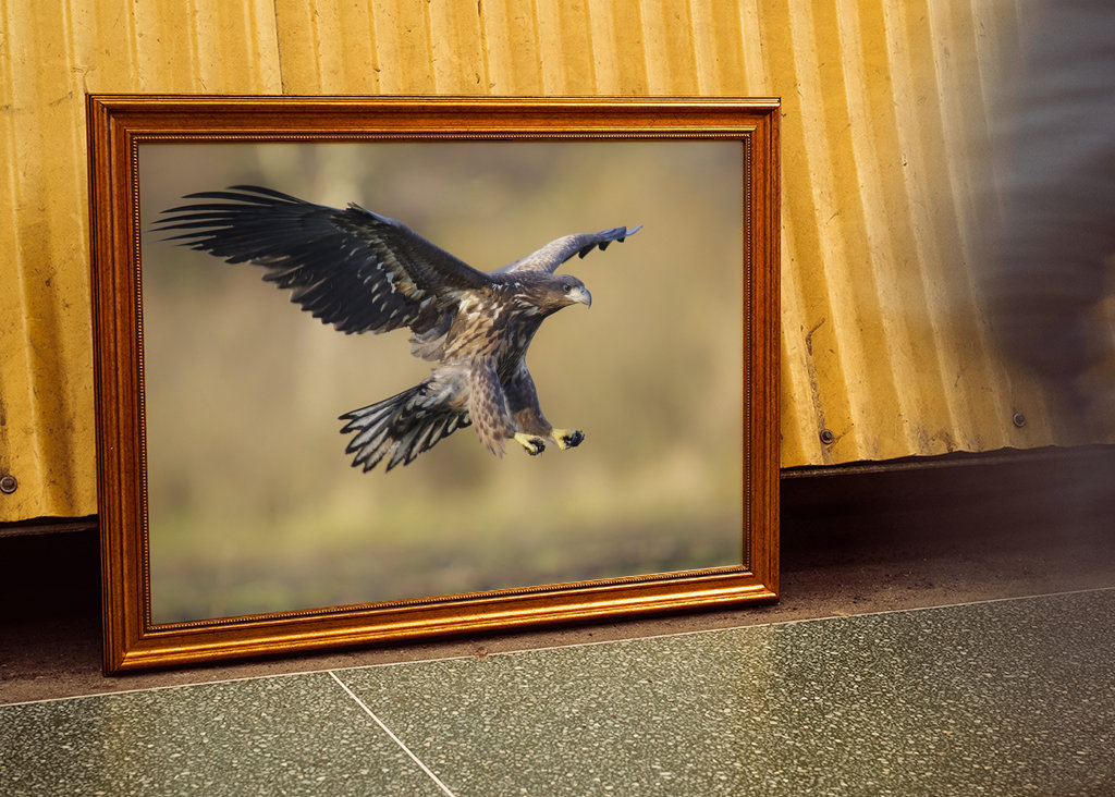 Flyvende havhjørner