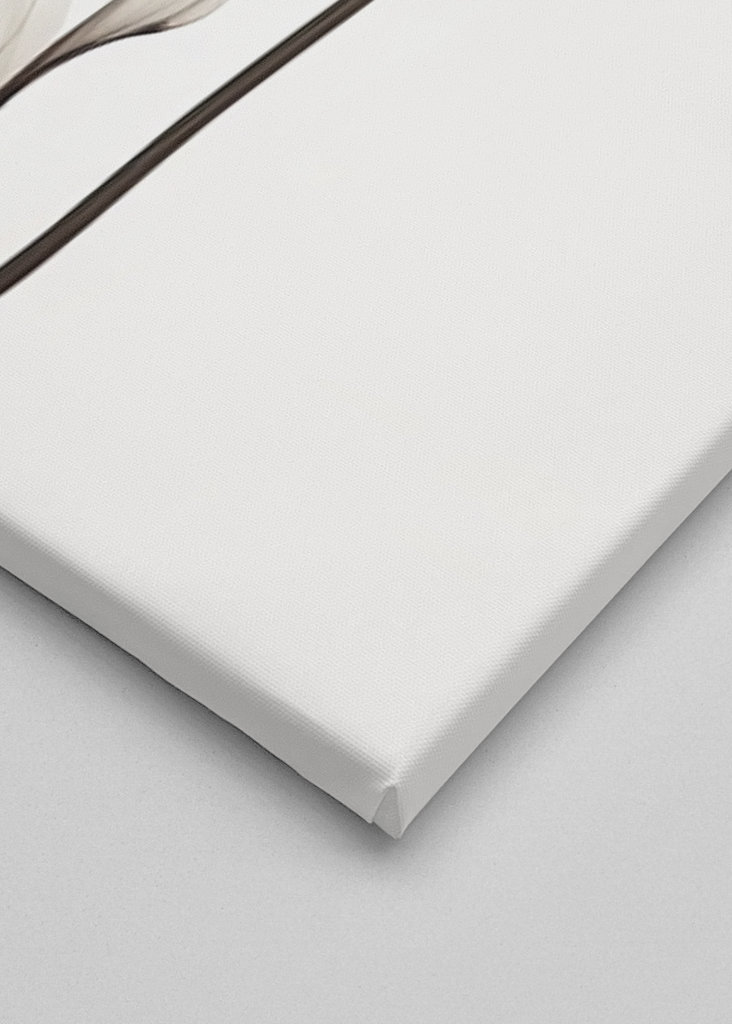 Black and White X Ray Flower