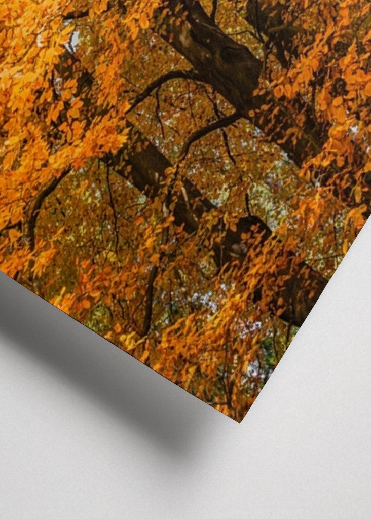 Høstskog i gult, brunt, rødt