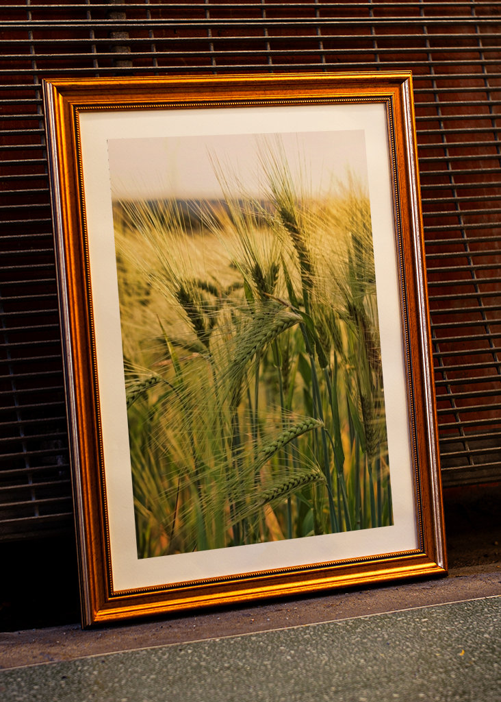 Gerstenfeld im Sommer