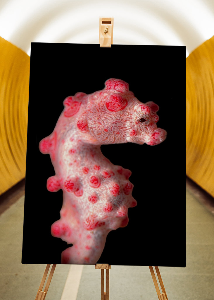 The pygmy seahorse