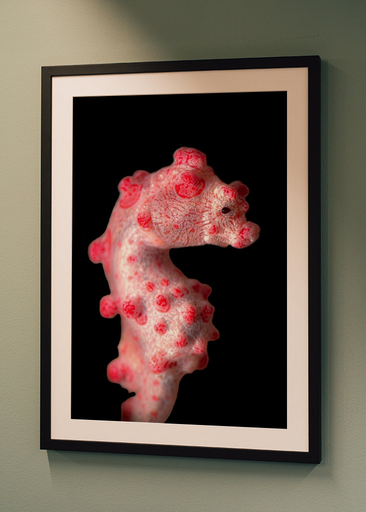 The pygmy seahorse