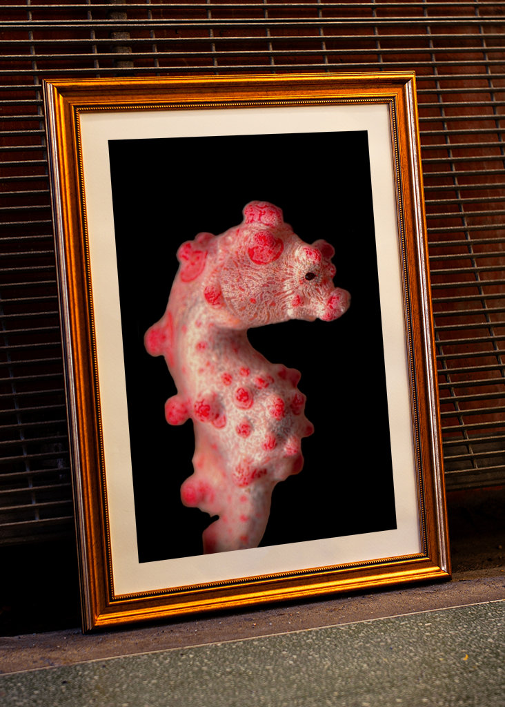 The pygmy seahorse