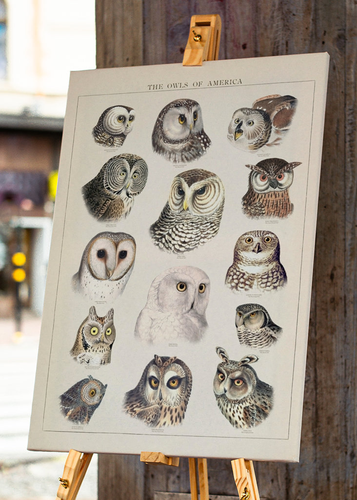 Ugler vintage illustration