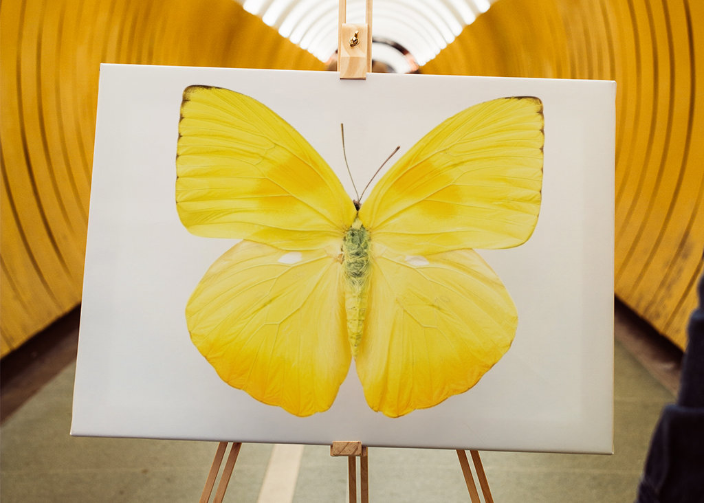 Világos sárga pillangó