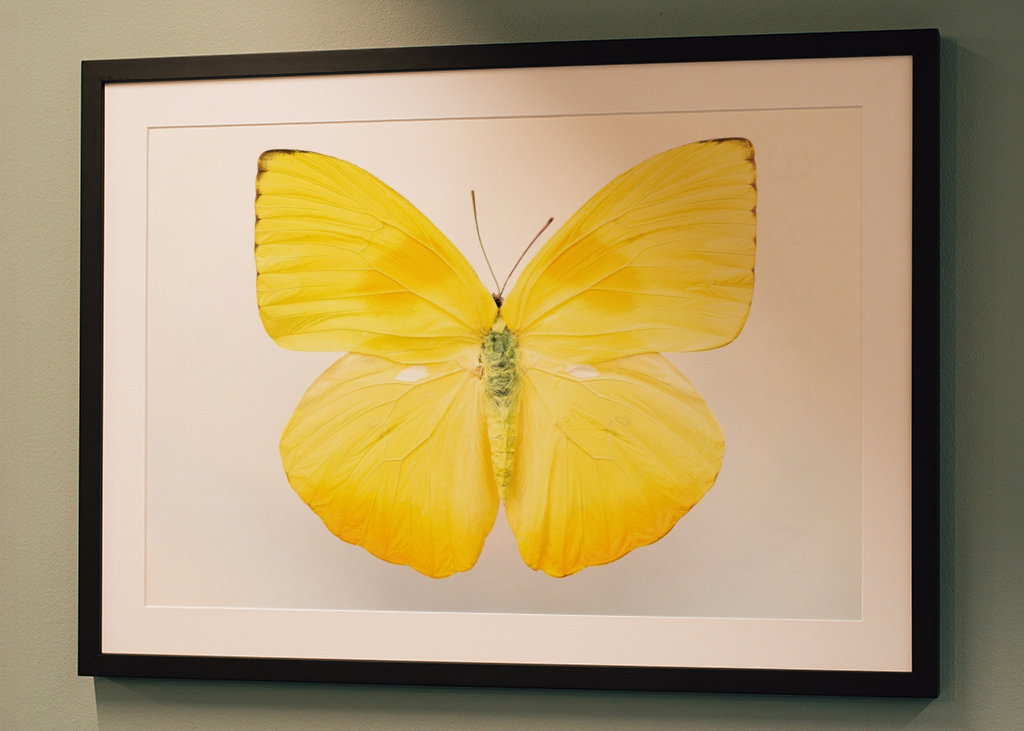 Világos sárga pillangó