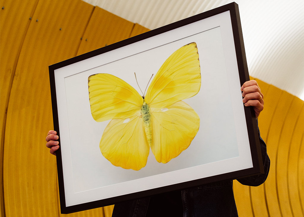 Világos sárga pillangó