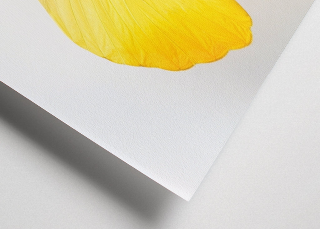 Világos sárga pillangó