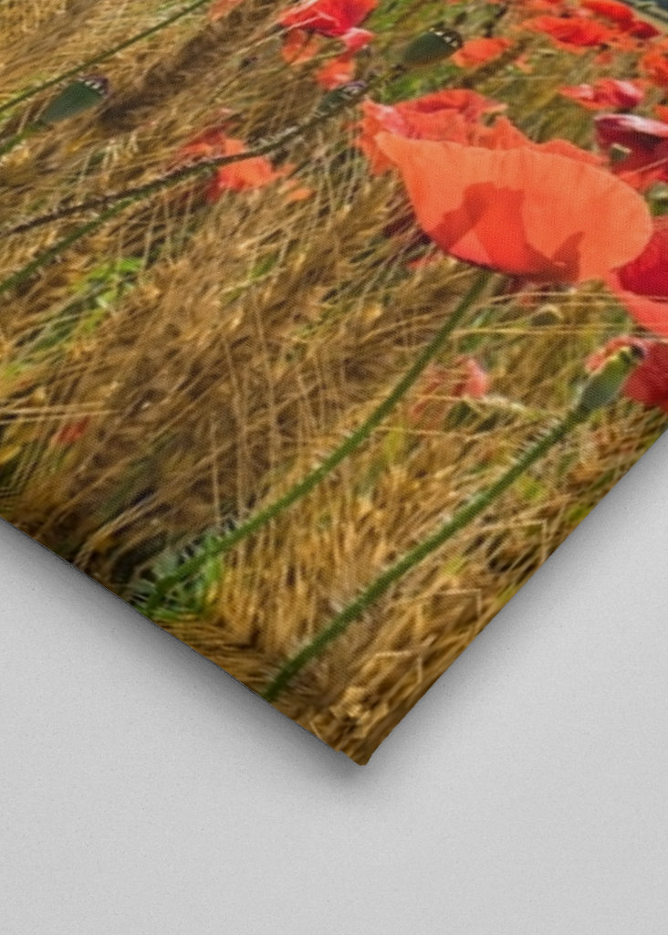 Mohnfeld, Mohnwiese, Mohn